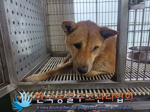 종료(안락사) 믹스…